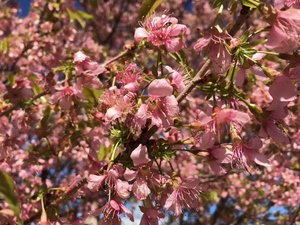 令和5年度 長浜海浜公園のヒマラヤ桜1