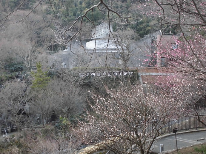 梅の様子1月21日