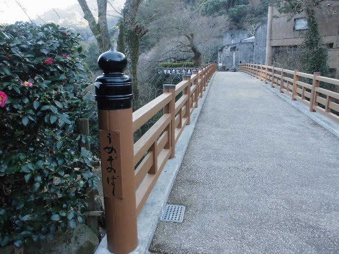 1月21日　開花状況