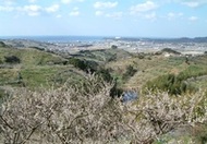 和歌山県みなべ町【南部梅林の梅】