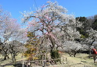埼玉県越生町【越生梅林の梅】