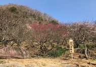 神奈川県湯河原町【湯河原梅林の梅】