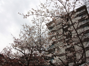 令和5年度 早咲大島桜の様子その9