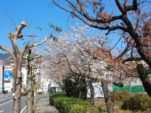 令和7年2月27日現在の海浜公園早咲大島桜