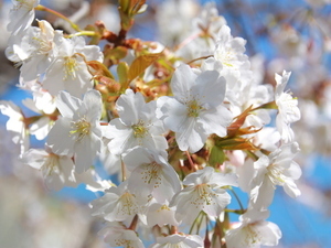 令和7年2月27日現在の海浜公園早咲大島桜