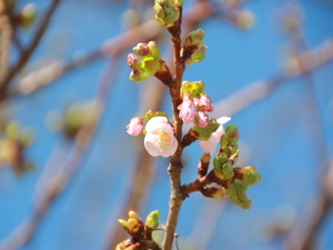 令和7年2月17日現在の様子その1