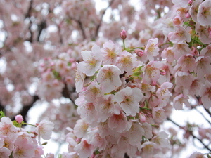令和7年3月5日現在の渚小公園の早咲大島桜その1