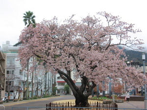 令和7年3月6日現在の渚小公園の早咲大島桜