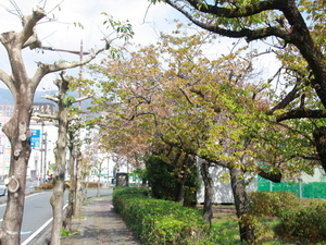 令和7年3月13日現在の海浜公園の早咲大島桜3