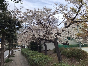 令和5年度 早咲大島桜の様子その6
