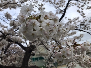 令和5年度 早咲大島桜の様子その8
