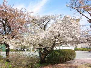 令和7年3月13日現在の海浜公園の早咲大島桜1