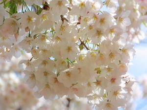 令和7年3月13日現在の海浜公園の早咲大島桜2