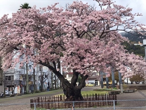 令和5年度 早咲大島桜の様子その1