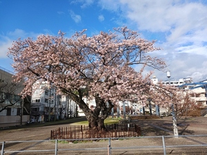 令和5年度 早咲大島桜の様子その3