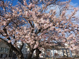 令和5年度 早咲大島桜の様子その4