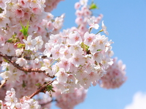 令和7年3月13日現在の渚小公園の早咲大島桜2