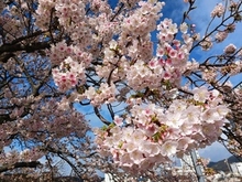 早咲大島桜