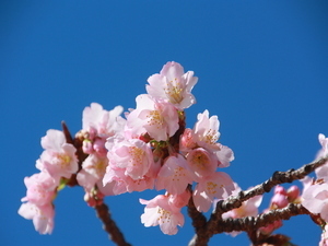 令和8年2月26日の第一親水公園駐車場の大寒桜の様子その2