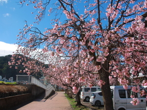令和8年2月26日の第一親水公園駐車場の大寒桜の様子その3