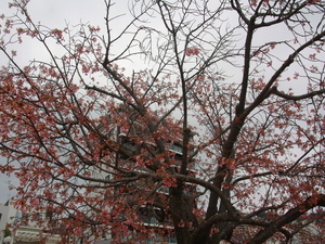 令和8年3月11日第一親水公園駐車場の大寒桜の様子