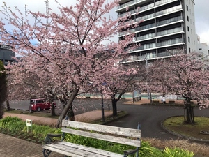 令和5年度 大寒桜の様子その3