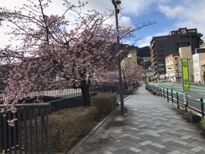 令和5年度 大寒桜の様子その5