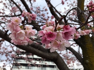 令和5年度 大寒桜の様子その4