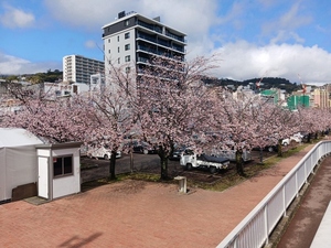 令和5年度 大寒桜の様子その1