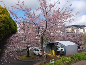 令和5年度 大寒桜の様子その2