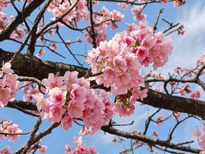 令和5年度 大寒桜の様子その6