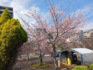 令和5年度 大寒桜の様子その7