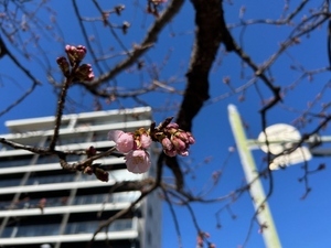 令和7年2月25日現在の大寒桜