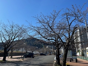 令和7年2月25日現在の大寒桜の様子