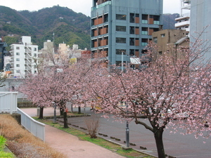 令和7年3月5日現在の親水公園の大寒桜3