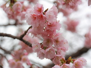 令和7年3月5日現在の親水公園の大寒桜