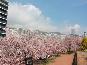 令和7年3月13日現在の親水公園の大寒桜1