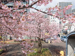 令和7年3月13日現在の親水公園の大寒桜2