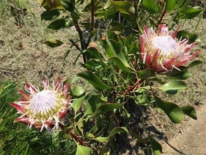 初島公園のキングプロテアの様子その3