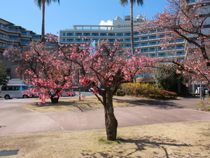 令和7年2月27日現在の海浜公園寒緋桜