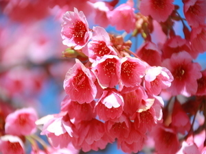 令和7年2月27日現在の海浜公園寒緋桜