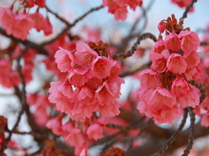 令和7年2月18日現在の寒緋桜の様子
