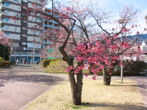 令和7年2月18日現在の寒緋桜の様子その2