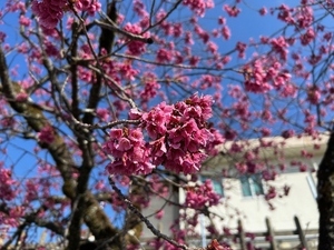 令和7年3月21日来宮駅前の寒緋桜