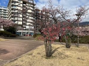 令和7年2月14日海浜公園の寒緋桜の様子その2
