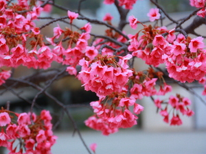 令和5年度寒緋桜の様子その2