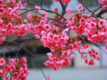 海浜公園の寒緋桜の様子