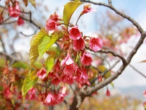 令和7年3月13日現在の海浜公園の寒緋桜1