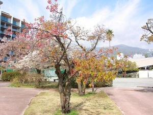 令和7年3月13日現在の海浜公園の寒緋桜1