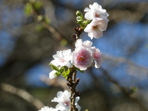 開花の様子その1